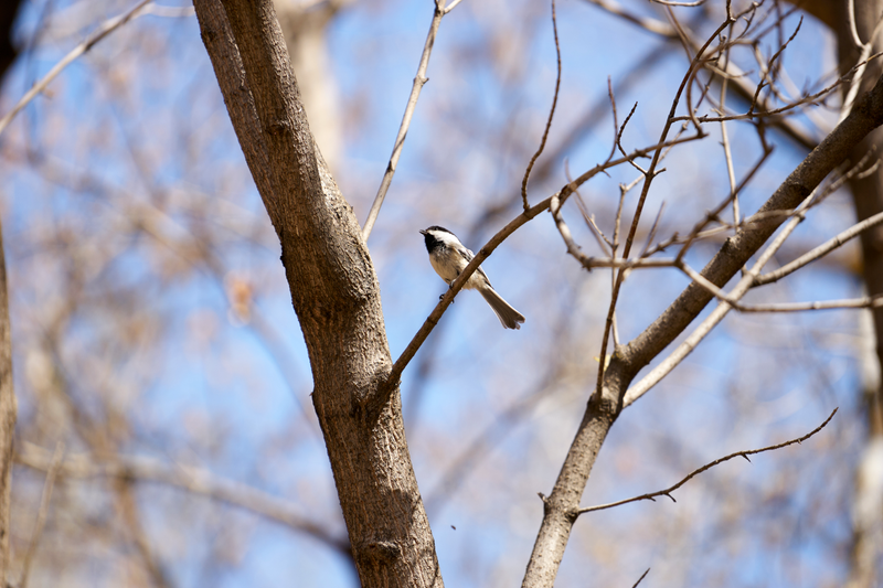 Illustration for article titled Bird is the Word